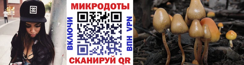 Галлюциногенные грибы Psilocybe  Сафоново 